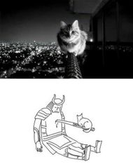 Cat Memes